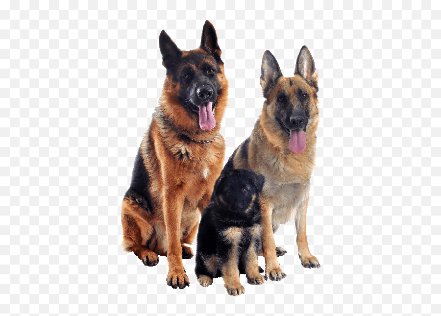 The Best Solution To Raise The Dog Ears - Many German Shepherds Are There Emoji,How To Tell German Shepherds Emotions By Their Ears