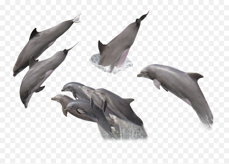 Dolphins In A Jump - Group Of Dolphins Png Emoji,Dolphins And Emotions