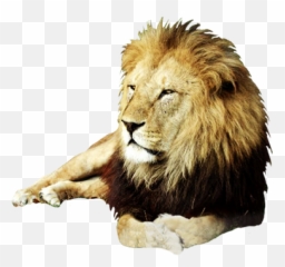 Realistic Lion Clipart - Real Lion Clip Art Emoji,Real Lions Emotions