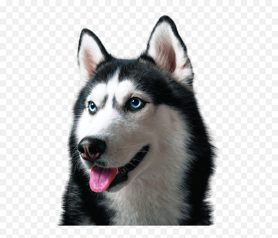 Dog Defense Attorney Boston Dog Bite Injury Lawyer - Northern Breed Group Emoji,Husky Stages Of Emotion