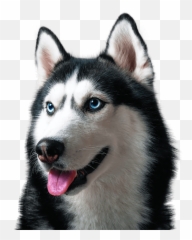 Dog Defense Attorney Boston Dog Bite Injury Lawyer - Northern Breed Group Emoji,Husky Stages Of Emotion