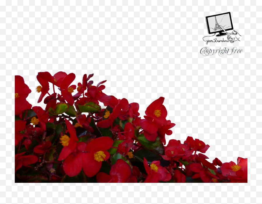 Red Flowers Png Free Download - Mark Chapter 9 Verse 23 Emoji,Gean Emoji