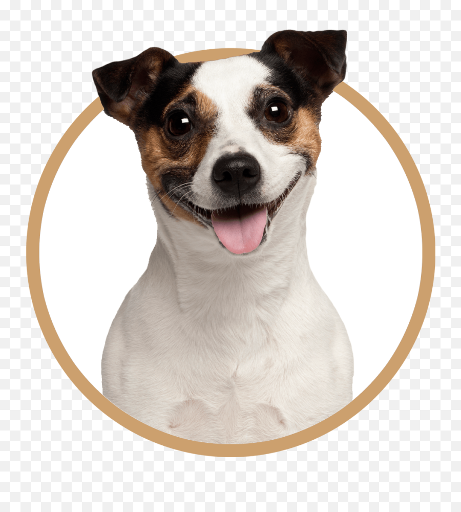 Vet Clinic In Calumet City U0026 Dolton Il Animal Clinic Emoji,The Expression Of The Emotions In Man And Animals.