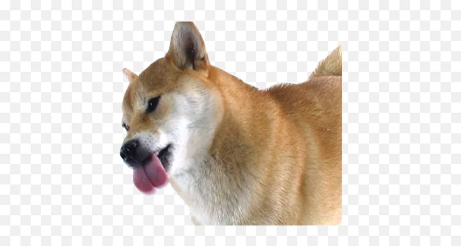 Download Dancing Doge Png - Shiba Inu Licking Screen Full Emoji,Shiba Inu Emoji Png