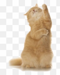 Reflexology For Cats And Other - Soft Emoji,Emotion Sensing Cat Ears