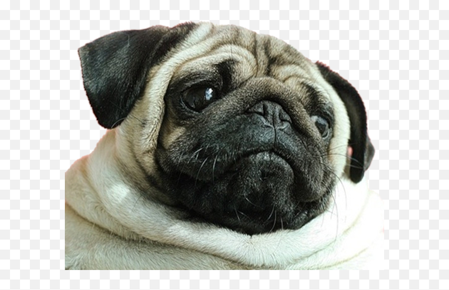 Image About Pink In Geezy Png Emoji Overlays By - Pug Aesthetic,Dog Emoji Png
