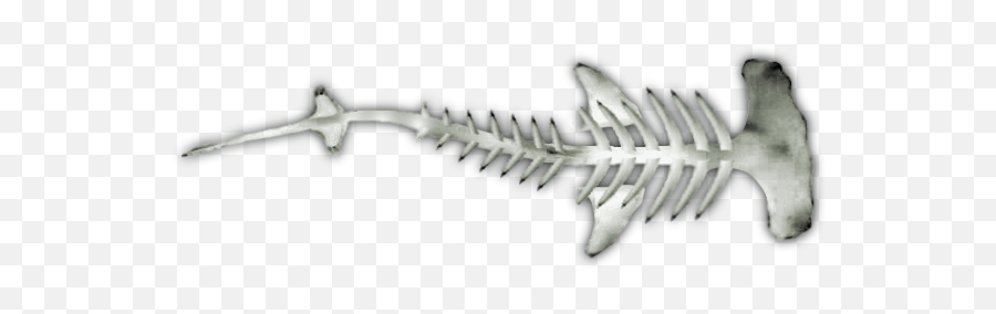 Forums Hammerhead Shark Skeleton Hammerhead Shark Tattoo - Curved Emoji,Jaws Emoji