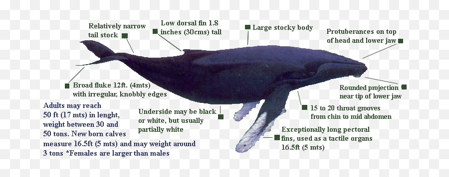 Humpback Whale Introduction Diagram - Wwwanatomynotecom Humpback Whale Adaptations Diagram Emoji,Orcas Emotions