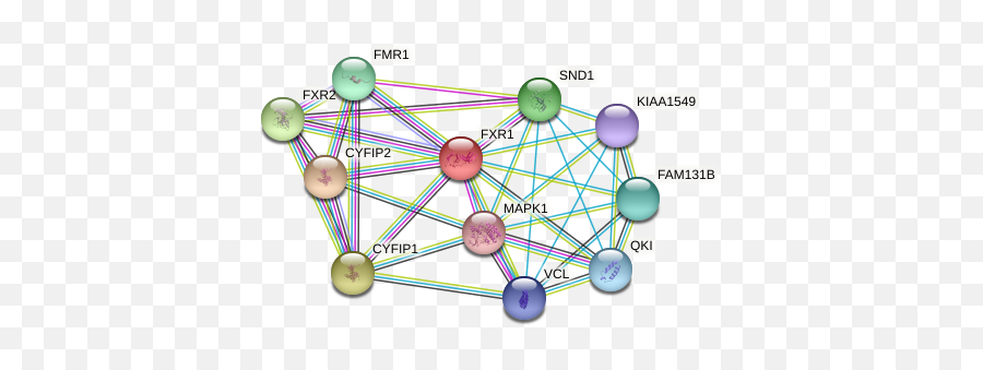 Fxr1 Protein Human - String Interaction Network Dot Emoji,Mental Illness Resulting From Inexpression Of Emotions