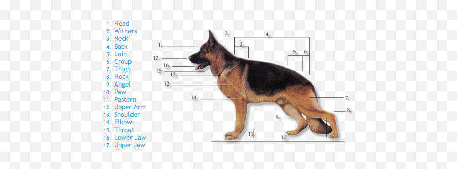 Breed Standard - Measure A German Shepherd Emoji,How To Tell German Shepherds Emotions By Their Ears