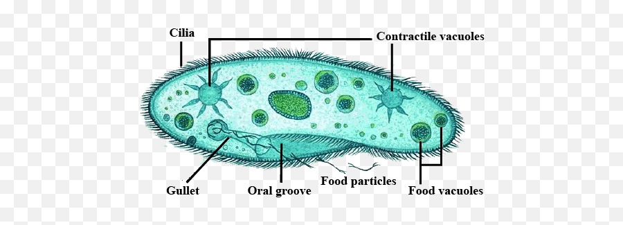 Or Cytoproct Of Paramecium Is Meant For - Structure Helps The Organism Move Emoji,Paramecium Eaten Emotion