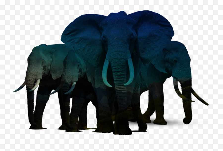 Elephants Animal Sticker Emoji,Elephant Emoji