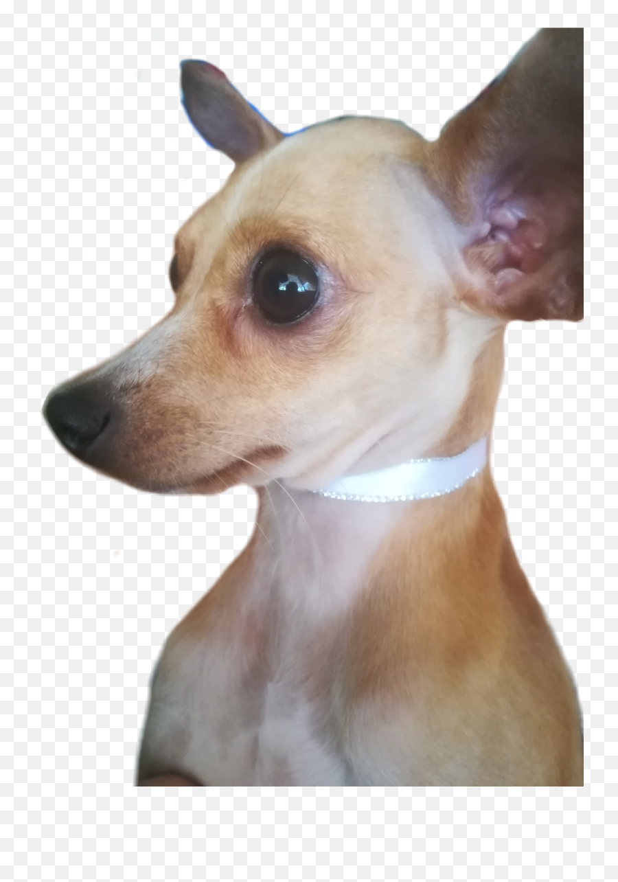 The Most Edited - Martingale Emoji,Chihuahua Black Tan Emoji Sticker
