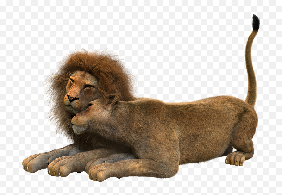 Big Cat Mane Smooch Lions Couple - Pareja De Leones Png Emoji,Real Lions Emotions