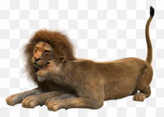 Big Cat Mane Smooch Lions Couple - Pareja De Leones Png Emoji,Real Lions Emotions