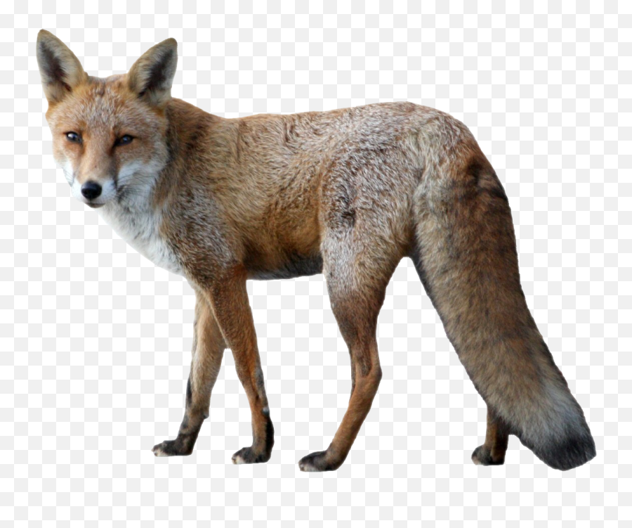 Fox Png Hd - Transparent Background Fox Png Emoji,Fox Emojis Transparent Background