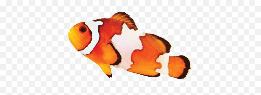 What Animal Im I - Clow Fish Gif Emoji,Clowfish Emoji