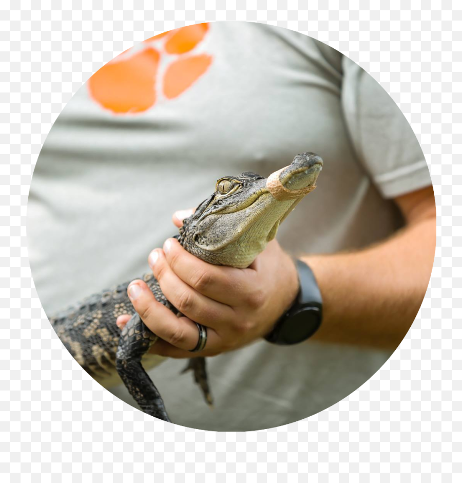 Panama City Beach Attractions For Kids U0026 Family Fun Orange - Wildlife Biologist Emoji,Facebook Emoticons Alligator