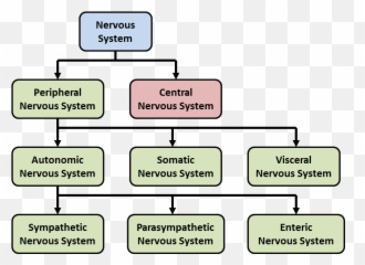 Unit 6 Emoji,Is The Nervous Syst Responsible For Some Emotions