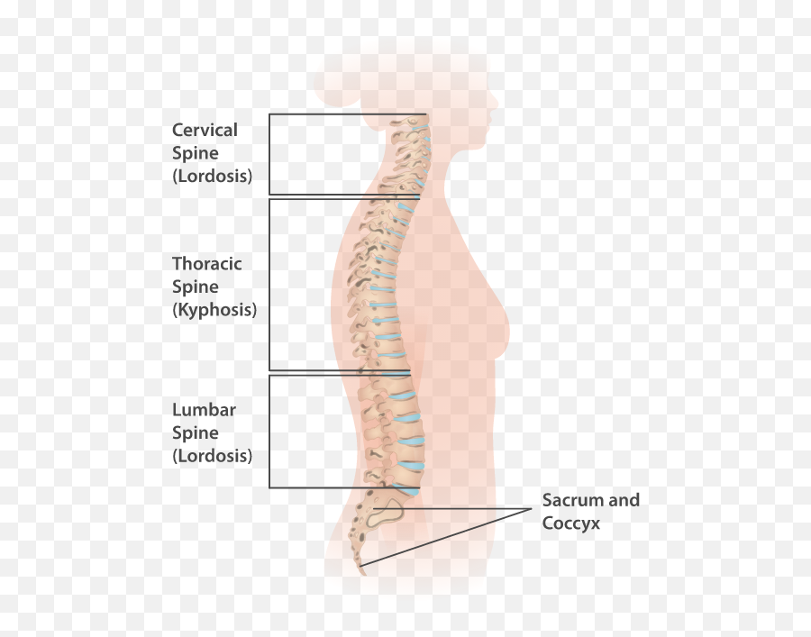 What Is It And How Can - Sobrecarga Mecanica L4 L5 Emoji,Emotion Trap In The Spine