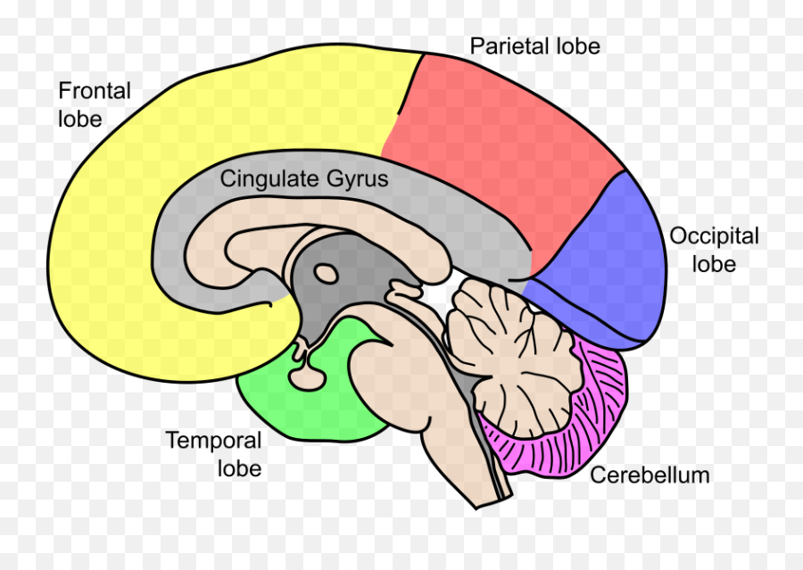 Human Brain - Illustration For Depressed Brain Emoji,Wordbrain Emotions Level 3