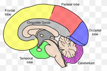 Human Brain - Illustration For Depressed Brain Emoji,Wordbrain Emotions Level 3