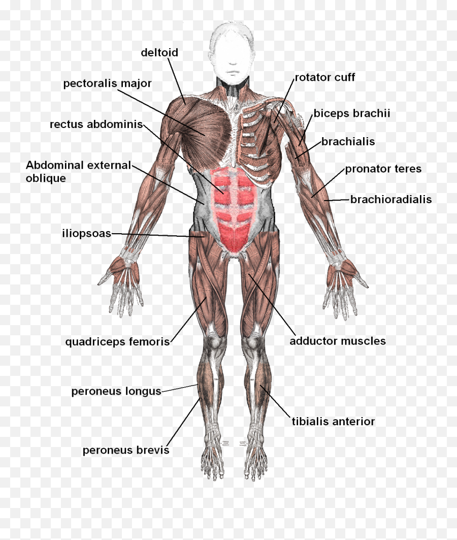 Human Anatomy For Health U0026 Wellness Unit Plan - Different Types Of Muscles Emoji,Emotions Stored In Muscles