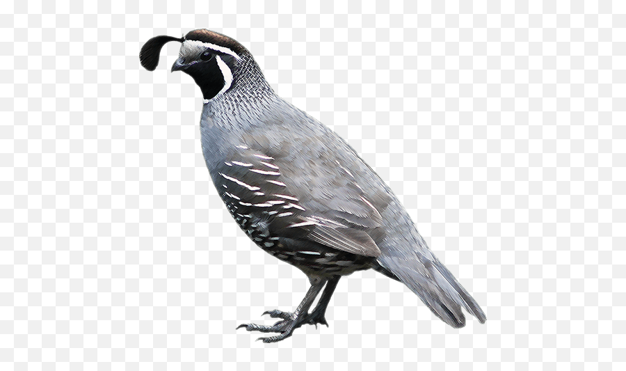 California Quail - Quail Png Emoji,Quail Emoji