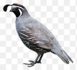 California Quail - Quail Png Emoji,Quail Emoji