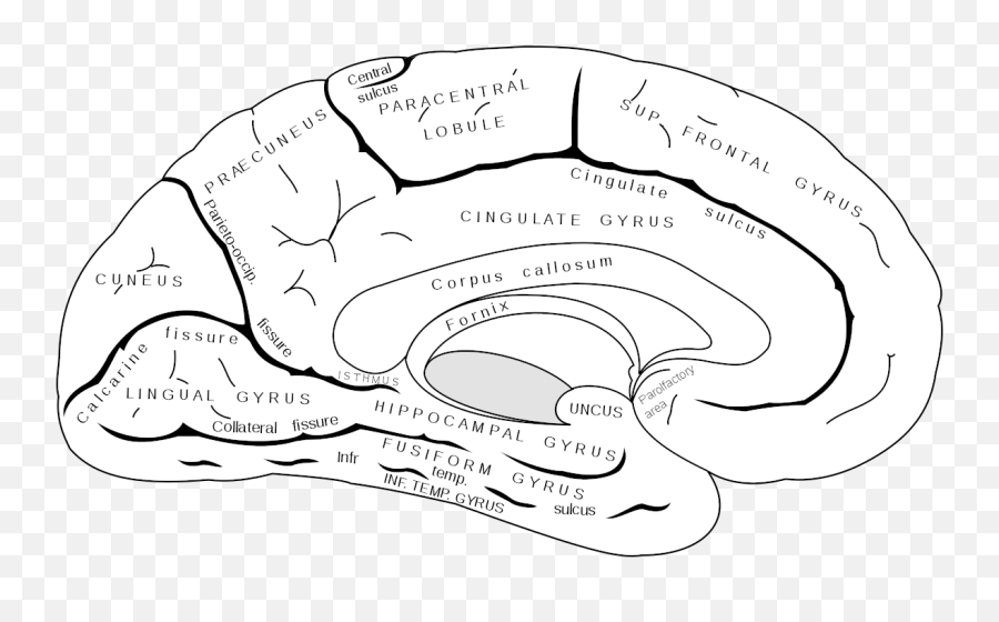Left - Brain Interpreter Wikipedia Inferior Temporal Sulcus Emoji,Ledoux Emotions Left - Brain Interpreter Wikipedia Inferior Temporal Sulcus Emoji,Ledoux Emotions