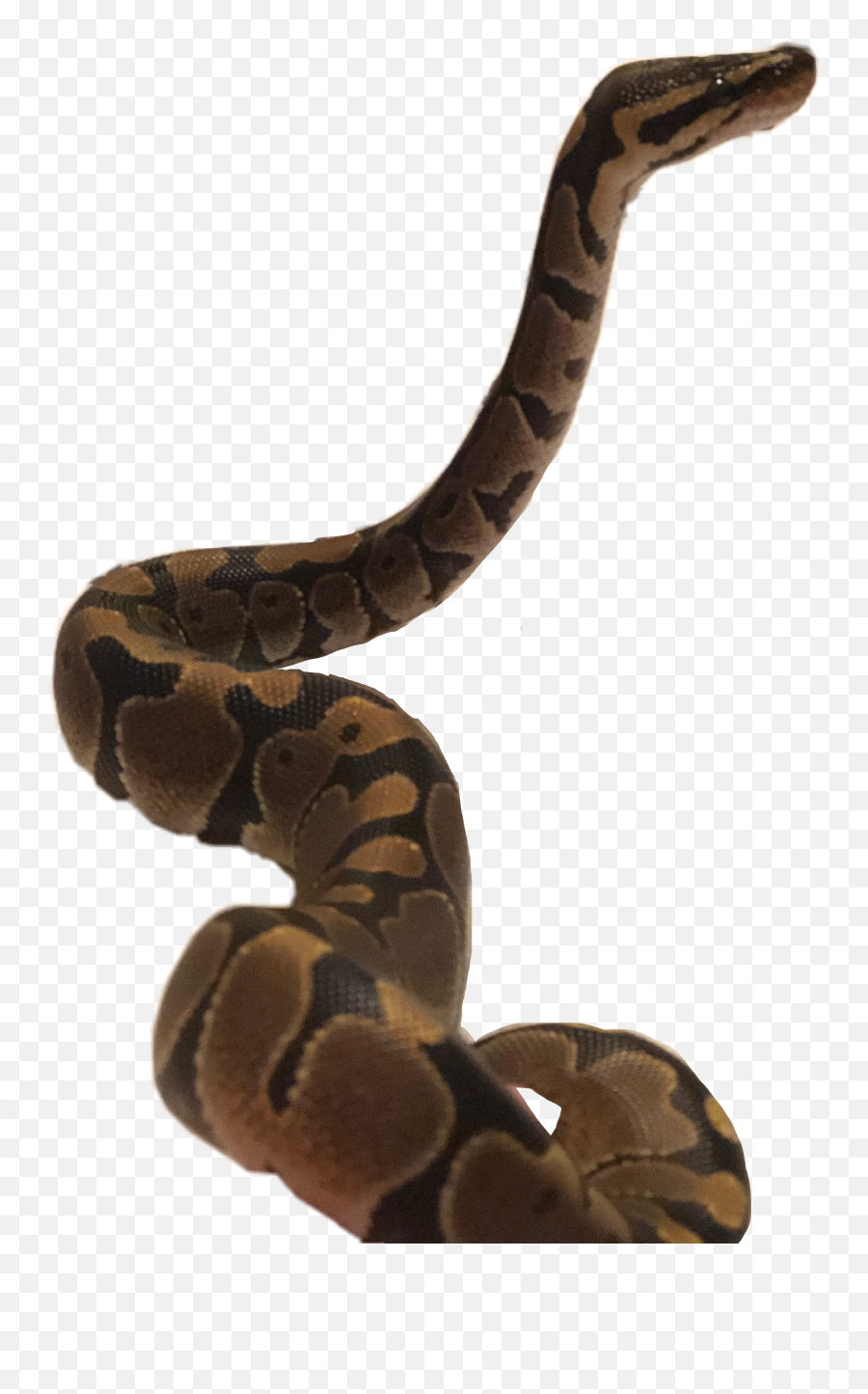 The Most Edited - Serpent Emoji,Emoji Ball Python