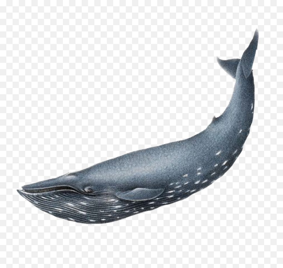 Discover Trending Terharu Stickers Picsart - Realistic Blue Whale Drawing Emoji,Emoticon Terharu