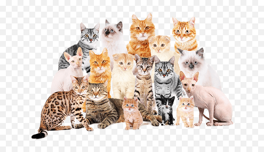 Lost Cats Found And Reunited - Many Cute Cats Emoji,Cat Definitely Show Emotion