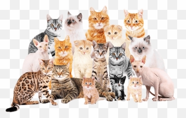 Lost Cats Found And Reunited - Many Cute Cats Emoji,Cat Definitely Show Emotion