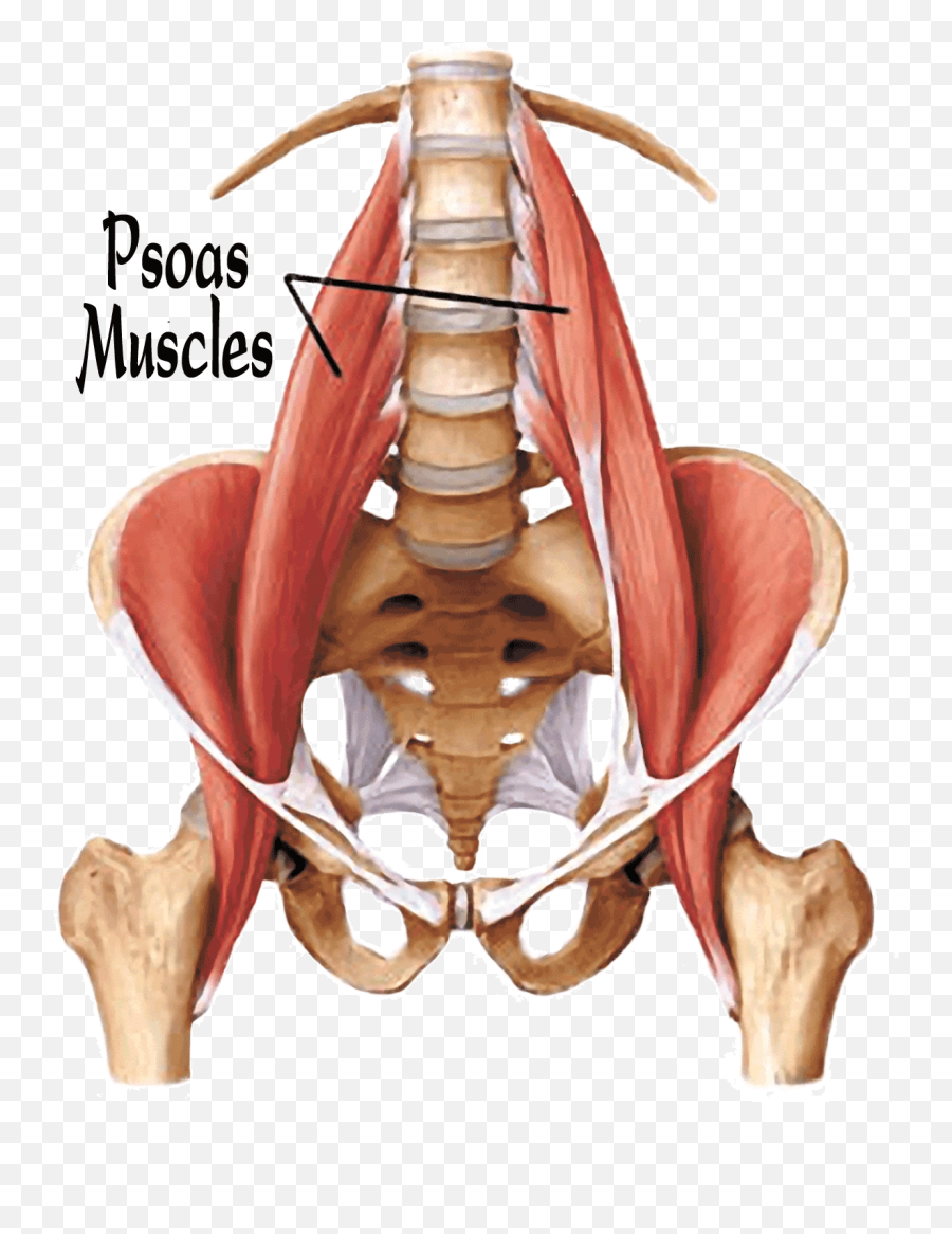 49 Psoas Ideas Psoas Muscle Psoas Release Hip Flexor - Psoas Muscle Emoji,Emotions For Hip Hurting