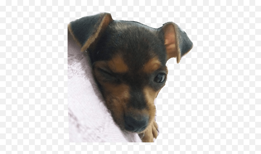 Bia E Jade - Vulnerable Native Breeds Emoji,Chihuahua Black Tan Emoji Sticker