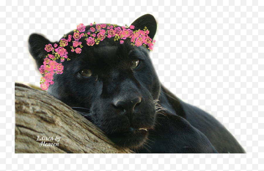 Black Sticker - Black Panther Emoji,Panther Emoji