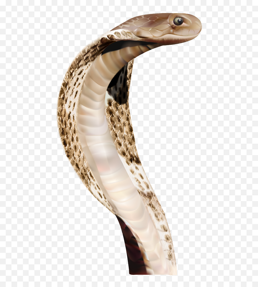 Snake Png Image Picture Download Free Transparent U2013 Png Lux - Transparent Background Snake Png Emoji,Snake Pictures Emojis