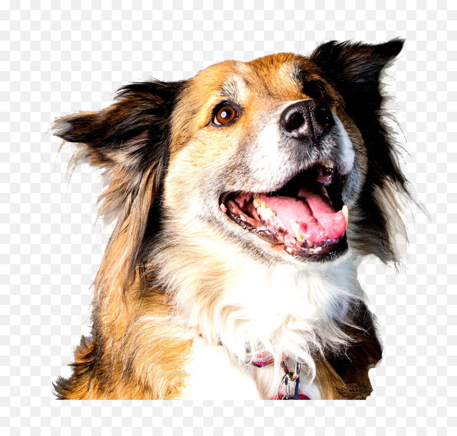 Humane Animal Rescue - Northern Breed Group Emoji,Jaap Animal Emotion