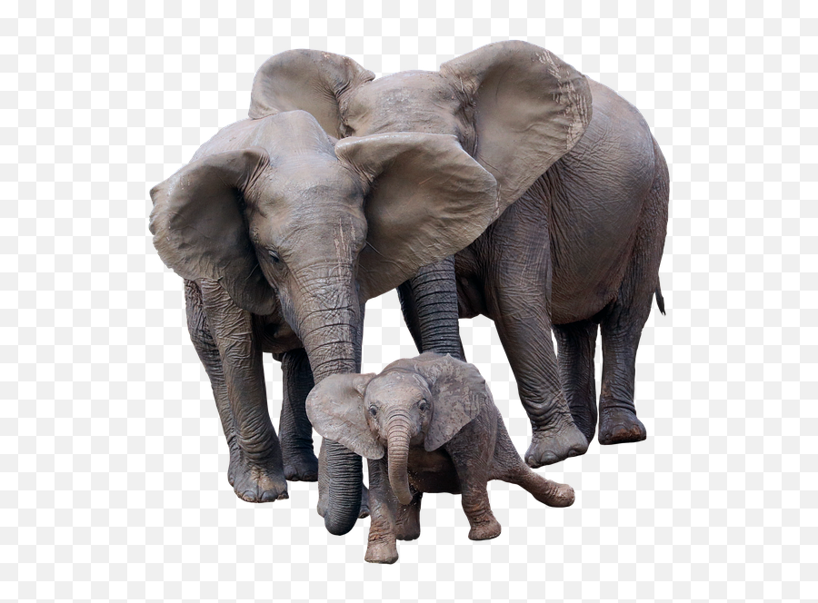 Free Photo Animals Wild Animals Large - Elephant Family Png Emoji,Elephants + Emotions + Happiness