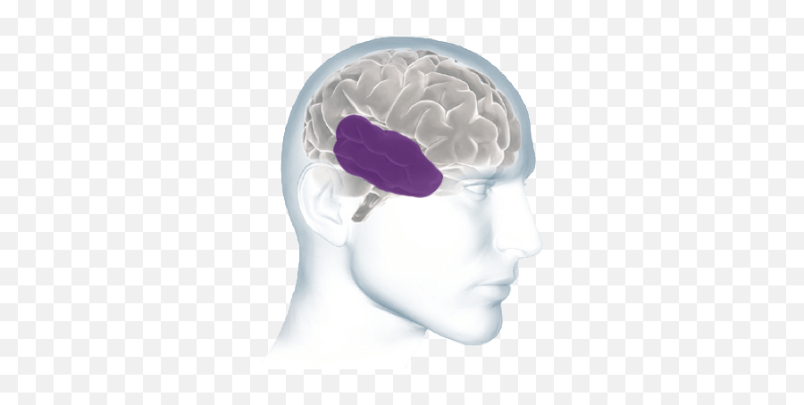Inside The Brain - Brain Basics Alzheimeru0027s Association Disease Emoji,Brain Anatomy Emotions