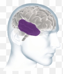 Inside The Brain - Brain Basics Alzheimeru0027s Association Disease Emoji,Brain Anatomy Emotions