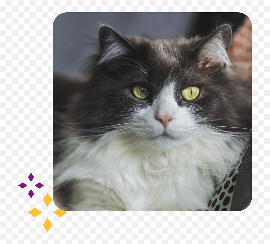 Who We Are Feline Fine Cat Clinic Emoji,Farm Animal Phycology Emotion Books