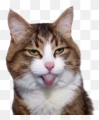Ana By Min - Sticker Maker For Whatsapp Emoji,Discord Petting Rat Emoji