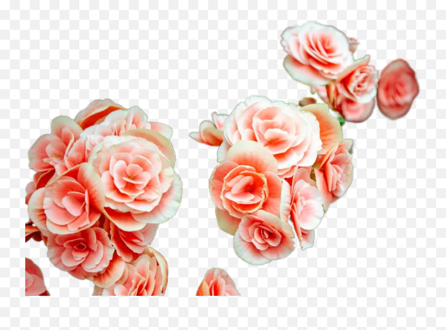 Flowers Free Download Transparent Image U0026 Change Emoji,Emoji Downloads Flowers