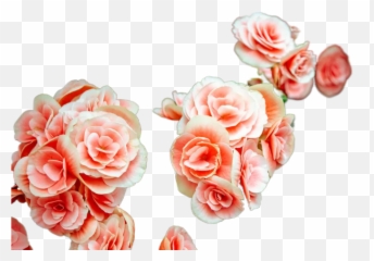 Flowers Free Download Transparent Image U0026 Change Emoji,Emoji Downloads Flowers