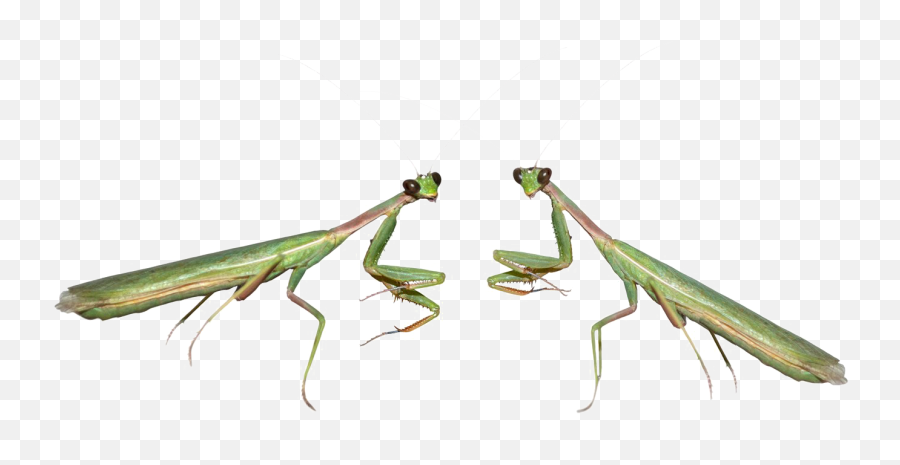 Mantis Png Transparent Images - Mantis Png Emoji,Mantis Emoji