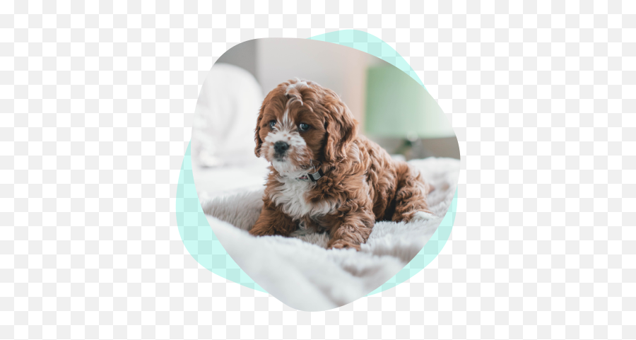 10 Tips For The First Few Days With Your New Dog Coya - Puppy In The House Emoji,Dogs Pick Up On Our Emotions
