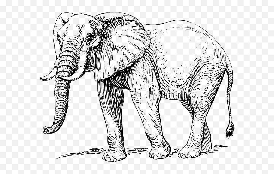Asian Elephant African Elephant Elephantidae Drawing Clip - Elephant Line Drawing Emoji,Elephant Emoji Png