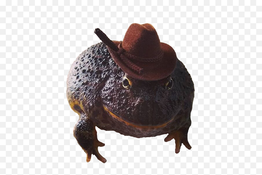 Frog Cowboy Funny Cute Sticker - Costume Hat Emoji,Frog Emoji Hat